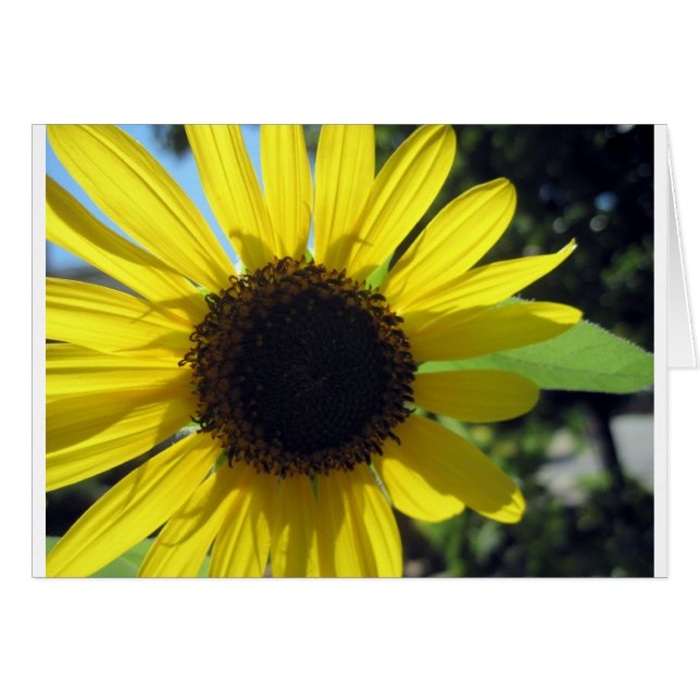 Girasol amarillo (Anverso (Horizontal))