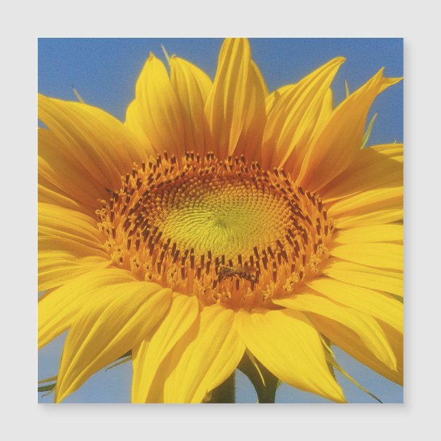 Girasol amarillo (Anverso)