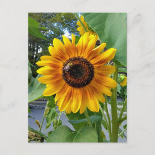 Girasol amarillo alegre con tarjeta postal