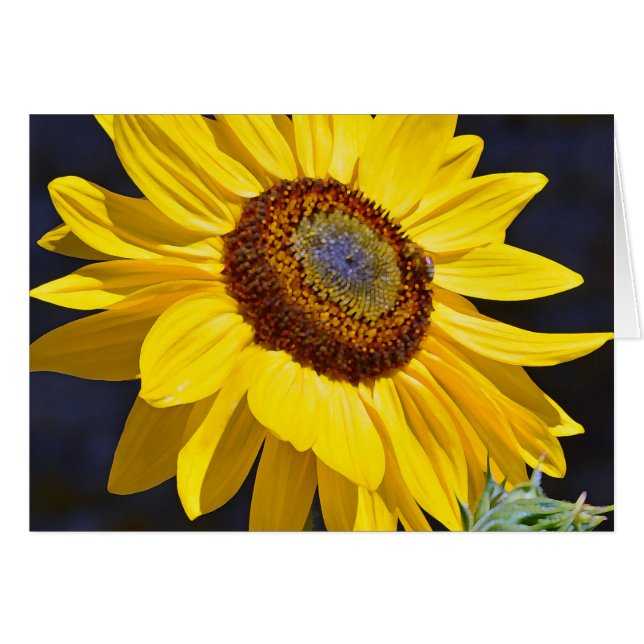 Girasol amarillo brillante (Anverso (Horizontal))