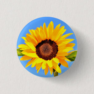 Girasol amarillo en botón cielo azul