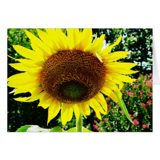 Girasol amarillo grande (Anverso (Horizontal))