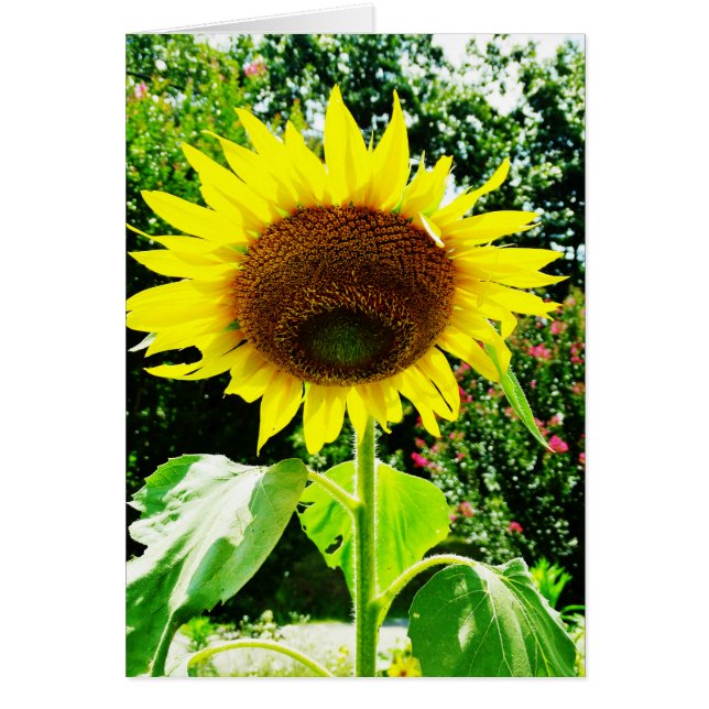 Girasol amarillo grande (Frente)