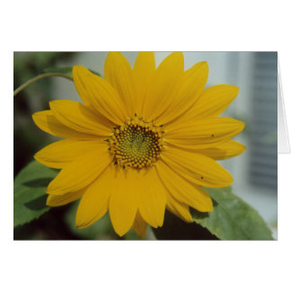 Girasol amarillo - Tarjeta de saludo de flores par