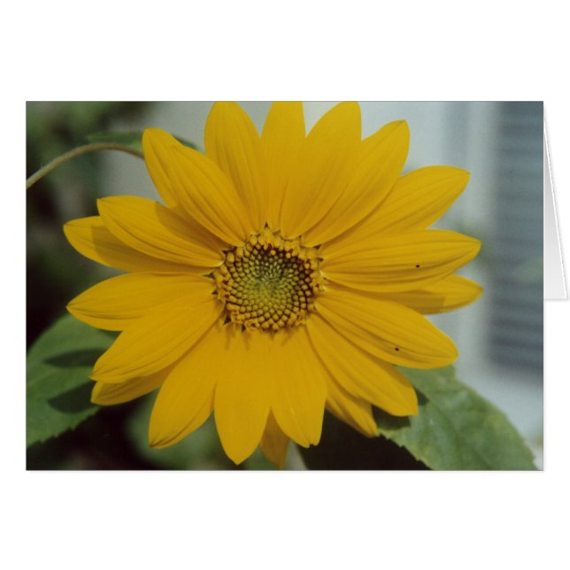 Girasol amarillo - Tarjeta de saludo de flores par (Anverso (Horizontal))