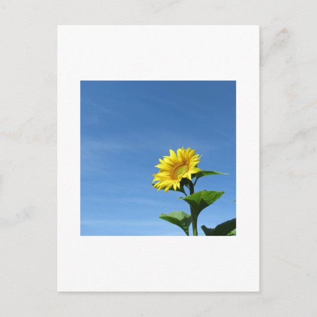 Girasol Amarillo, Tarjeta Postal de Cielo Azul (Anverso)