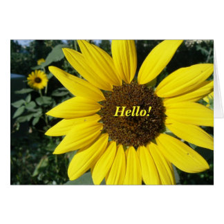 Girasol bonito