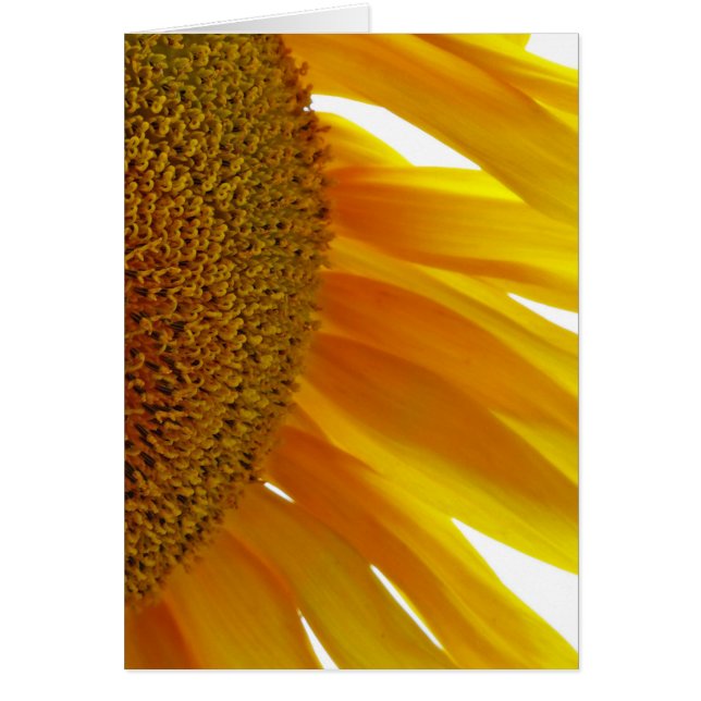 Girasol con abejorros (Frente)