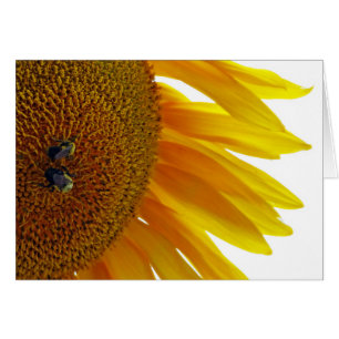 Girasol con abejorros