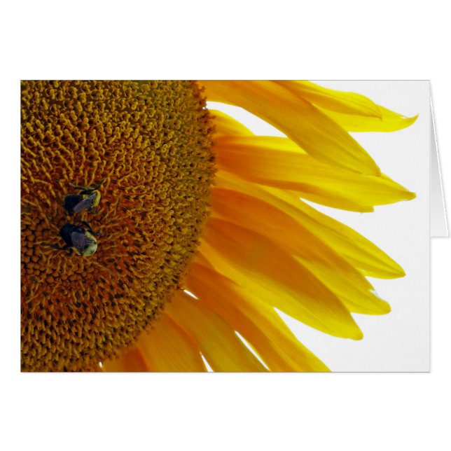 Girasol con abejorros (Anverso (Horizontal))