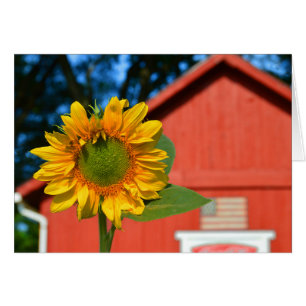 Girasol con el granero rojo