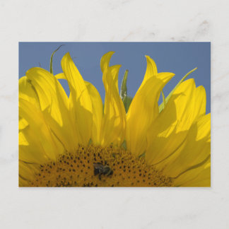 Girasol con postal de abeja