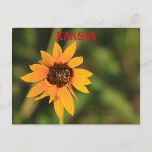 Girasol de Kansas con tarjeta postal de abejas