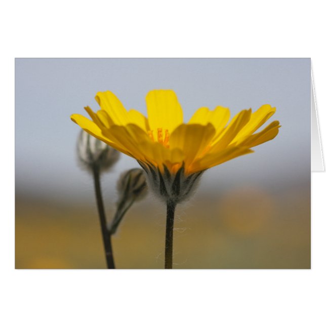 Girasol de la duna del desierto (Anverso (Horizontal))