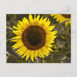 Girasol de postal en campo fotografía