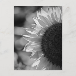 Girasol de postal en el campo BN