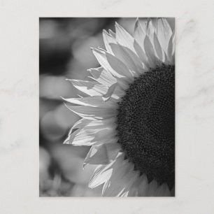 Girasol de postal en el campo BN