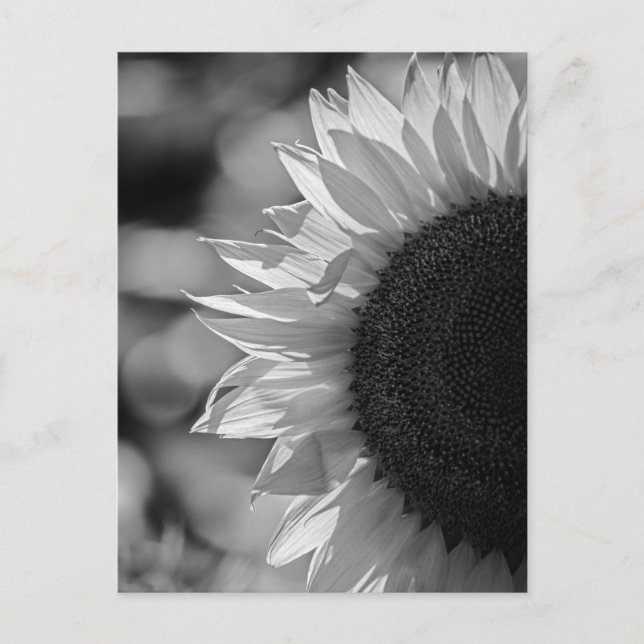 Girasol de postal en el campo BN (Anverso)