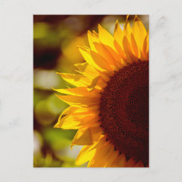 Girasol de postal en el campo Fotografía