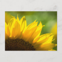 Girasol de Postal - Fotografía de Naturaleza Flora
