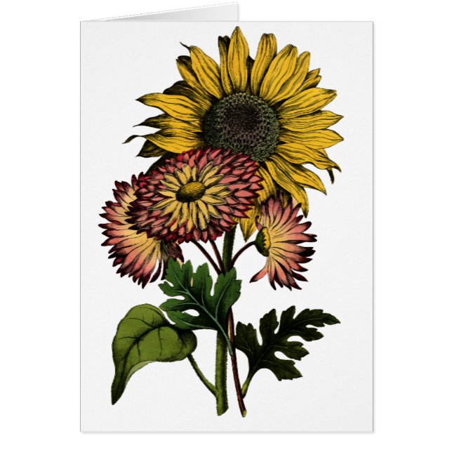 Girasol del vintage - tarjeta en blanco (Frente)