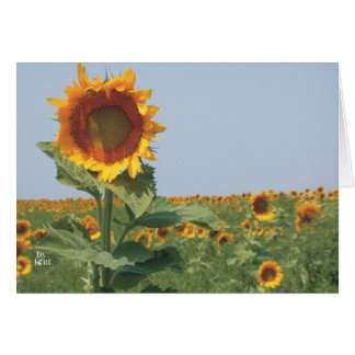 girasol en el campo de los girasoles