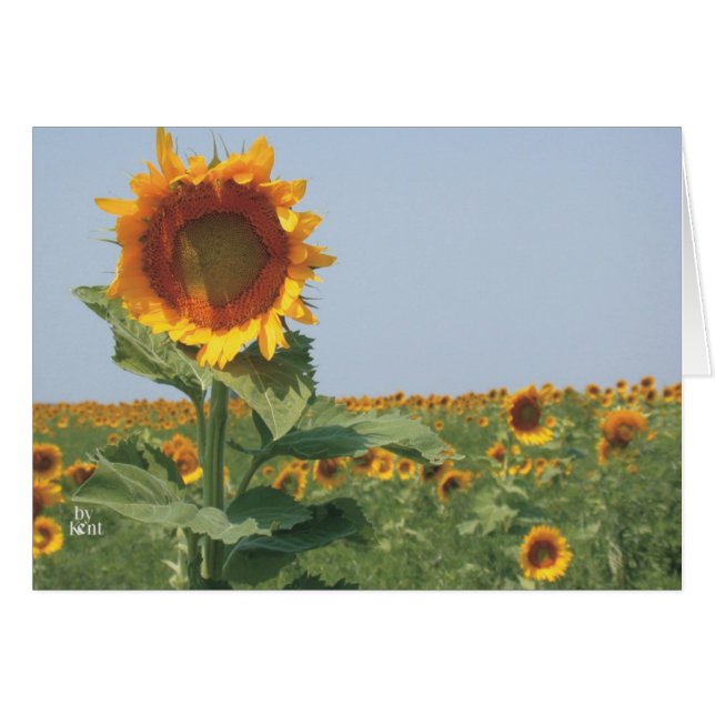 girasol en el campo de los girasoles (Anverso (Horizontal))