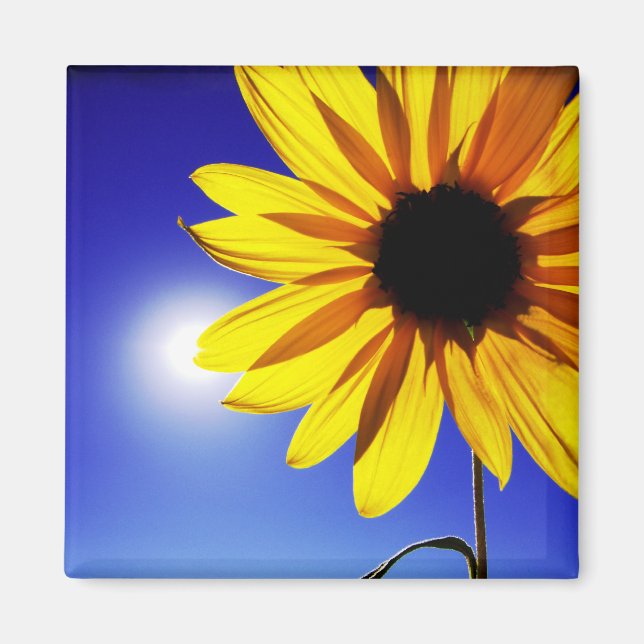 Girasol en el imán solar (Frente)