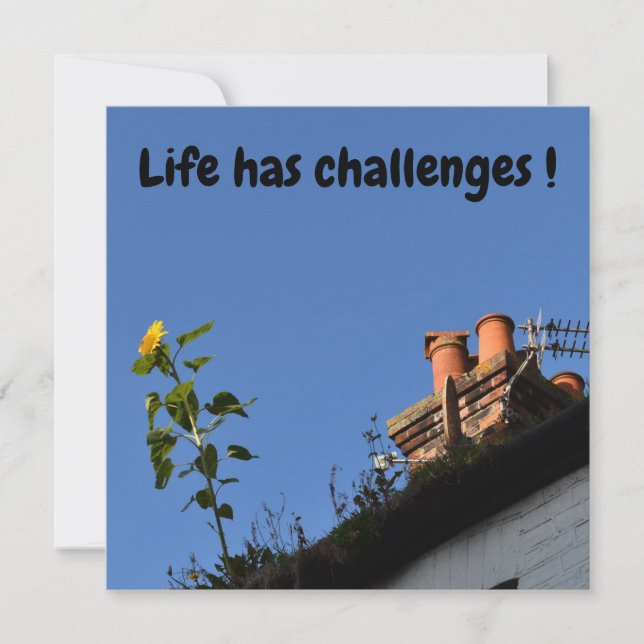 Girasol en el techo. (Anverso)