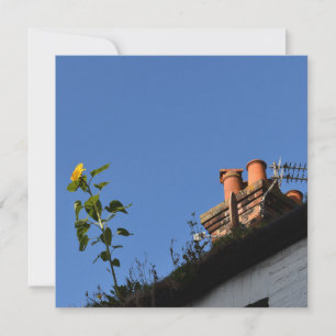 Girasol en el techo.