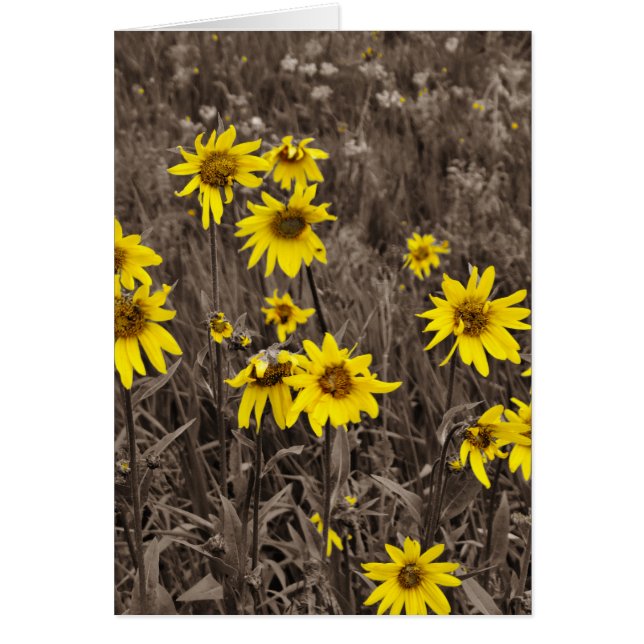 Girasol en la Montaña Rocosa (Frente)