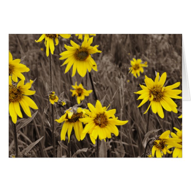 Girasol en la Montaña Rocosa (Anverso (Horizontal))