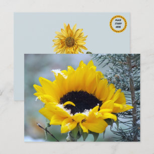 Girasol en la postal de la nieve