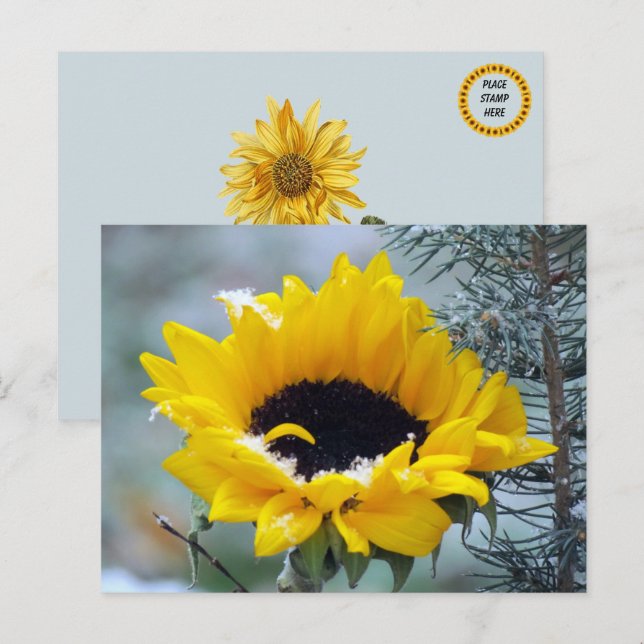 Girasol en la postal de la nieve (Anverso / Reverso)