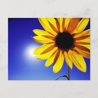 Girasol en la postal del sol