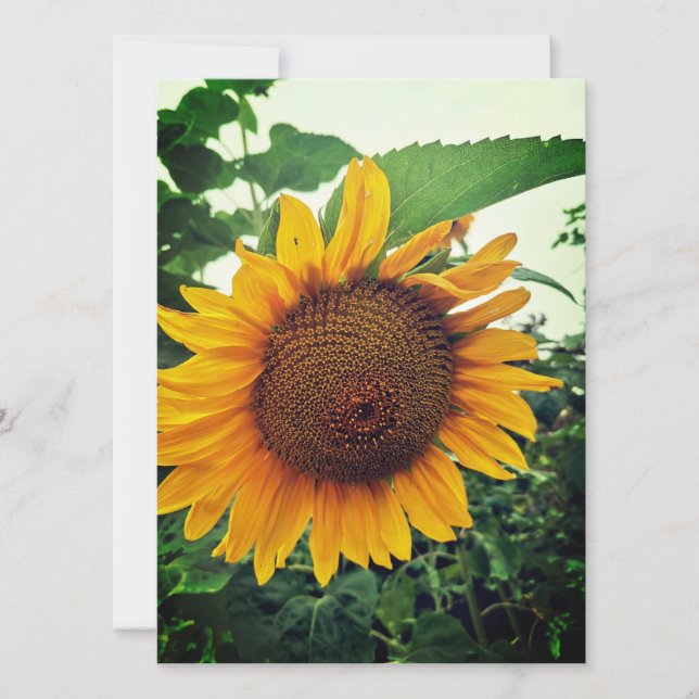 Girasol en la tarjeta de felicitación Garden Blank (Anverso)