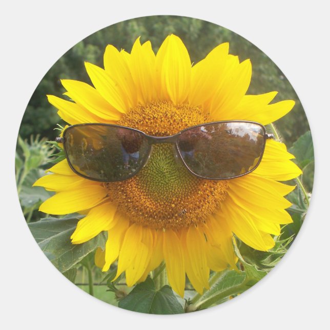 Girasol feliz con el pegatina de las gafas de sol 