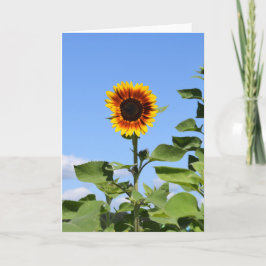 Girasol gigante - Tarjeta de felicitación feliz