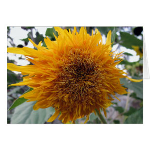 Girasol Hugable