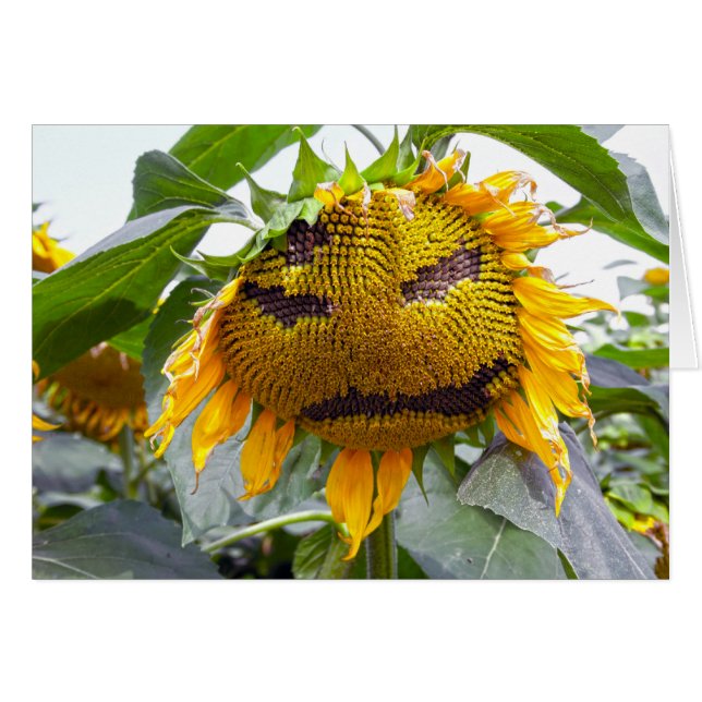 girasol malvado (Anverso (Horizontal))