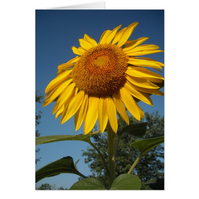 Girasol matutino (Frente)