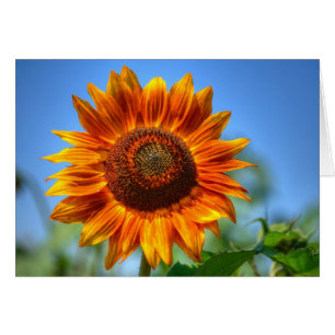 Girasol naranja brillante