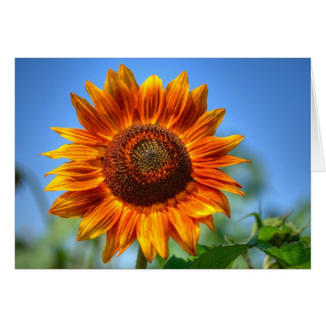 Girasol naranja brillante (Anverso (Horizontal))
