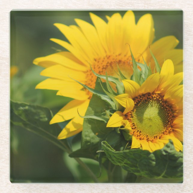 Girasol - Posavasos de vidrio (Anverso)
