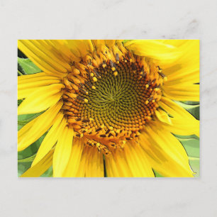 Girasol, postal