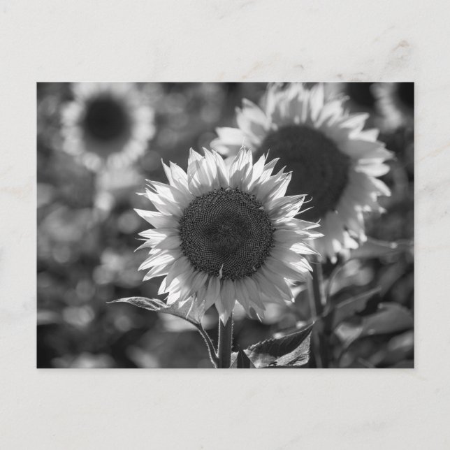 Girasol Postal BW (Anverso)