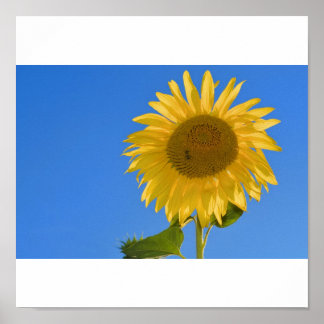Girasol póster