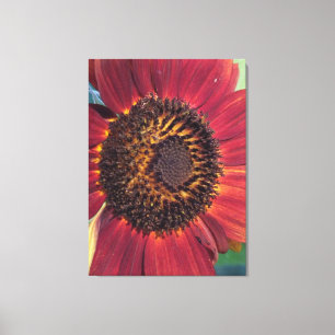 Girasol rojo Impresión en lienzo envuelto