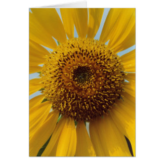 Girasol soleado - cierre amarillo gigante del