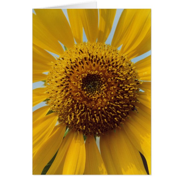 Girasol soleado - cierre amarillo gigante del (Frente)